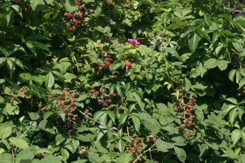 Brombeeren