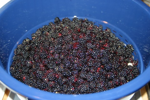 Brombeeren